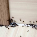 Pete's Pest Patrol - Pest Control Services-Commercial & Industrial