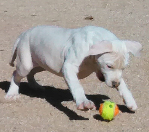 Cobblestone Mobile Pet Grooming Salon & Dog Training - Marana, AZ