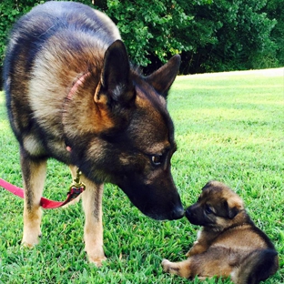 American K9 Dog Training - Laurel, MD