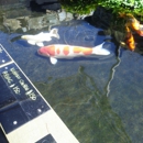 Connies Pond and Koi - Ponds & Pond Supplies