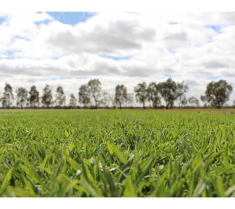 Sunraysia Evergreen Turf - Boeill Creek, NSW