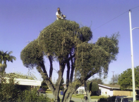 Bob's Tree Service - Whittier, CA