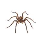 Farmers Pest Control