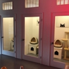 Cat Place LA gallery