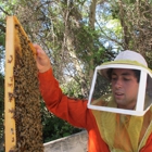 Hakuna Matata Bee Removal