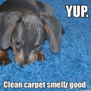 All Brite Carpet Cleaning