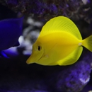 Aquarium Services of Oregon LLC. - Aquariums & Aquarium Supplies-Leasing & Maintenance