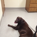 VCA Animal Hospitals - Veterinary Clinics & Hospitals