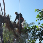 Red Maple Tree Service