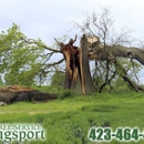 Tree Service Kingsport - Tree Service