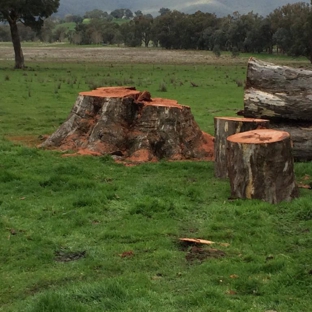 Curtis Tree Lopping Specialists