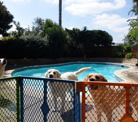 Green Doggie Home Boarding - Granada Hills, CA