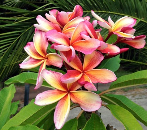 Premier Palms Nursery - Mariginiup, WA