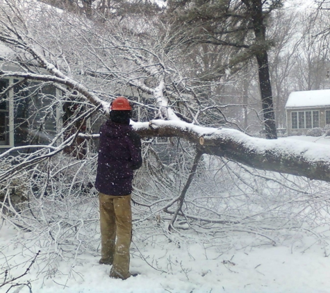 Budget Tree Removal - Fairfax, VA