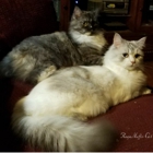 RagaMuffin Cat World