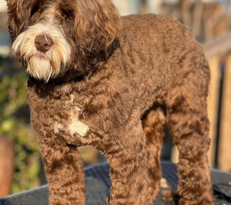 Loving Labradoodles - Morgan Hill, CA