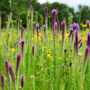 Hamilton Native Outpost - Seeds & Bulbs