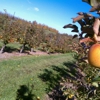 Lynd's Fruit Farm gallery