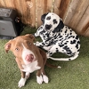 Pampered Pets Bed & Biscuit gallery