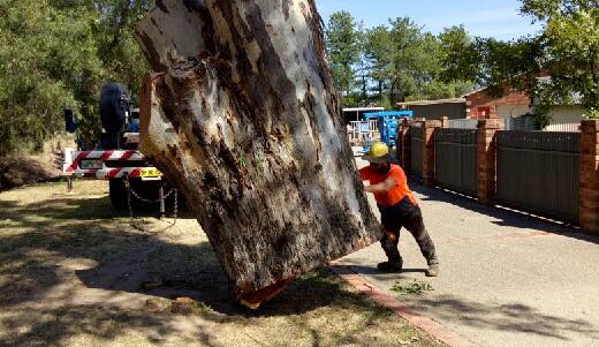 Kendall's Tree Service - Lake Albert, NSW. problem tree removal wagga