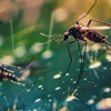 Eagle Termite & Pest Control gallery