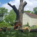 D'Urso Tree Service - Tree Service