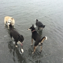 Salty Dogs walking and pet services - Pet Sitting & Exercising Services