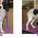 Dapper Dog Pet Grooming - Pet Grooming