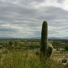 Tucson McGraw's