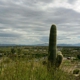 Tucson McGraw's