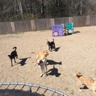 NEW ENGLAND DOG TRAINING