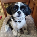 Groom Gallery - Pet Grooming