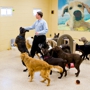 K9 Resorts Luxury Pet Hotel Middletown