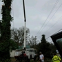All tree pro removal and pruning L.L.C