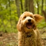 Waltzing Matilda's Labradoodles