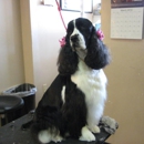 Clipper Ship Pet Grooming - Pet Grooming
