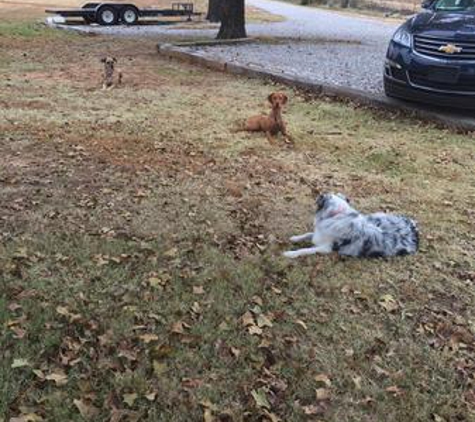 Buddy's Dog School - Harrah, OK