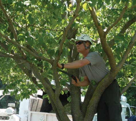 Denson Tree Service - Albertville, AL