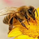 Ferguson Honeybee Services - Bee Control & Removal Service