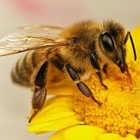 Ferguson Honeybee Services