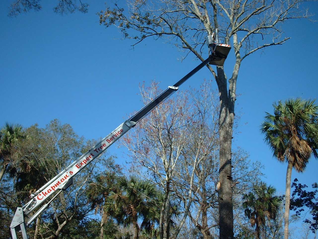 Specialty Tree Care And Landscaping LLC Daytona Beach FL 32117