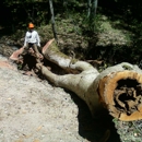 Golden State Tree Service - Tree Service