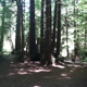 Forest of Nisene Marks State Park