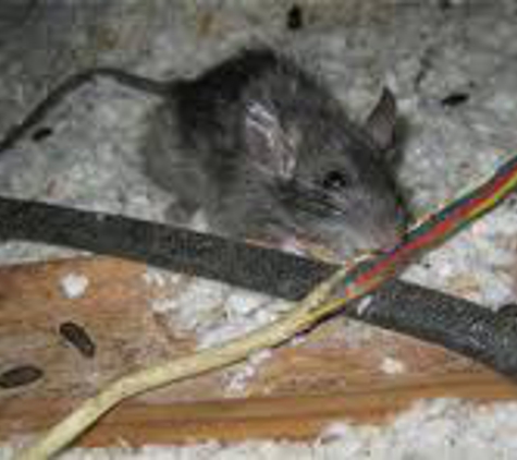 Evict A Critter - Clermont, FL. Rat Removal