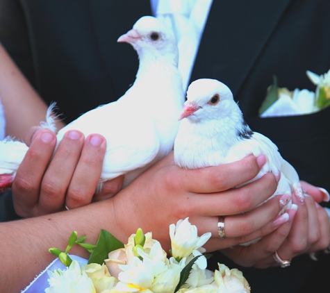 Charlotte White Dove Release - Charlotte, NC