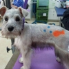 My Dog's Groomer gallery
