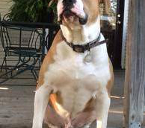 CORNERSTONE BULLDOGS AMERICAN BULLDOG - Cleburne, TX