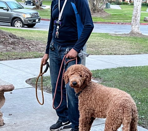 Gunther Dog Instructing