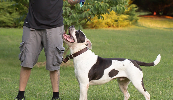 Best Buddy Dog Trainer - Brandywine, MD