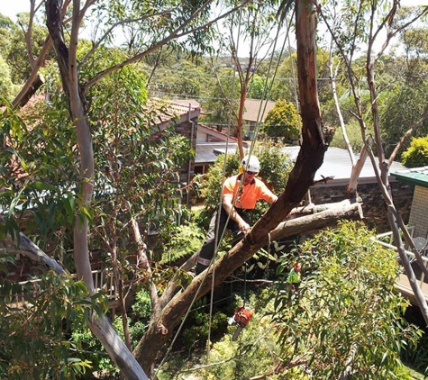 Plumb Trees - Croydon Park, NSW